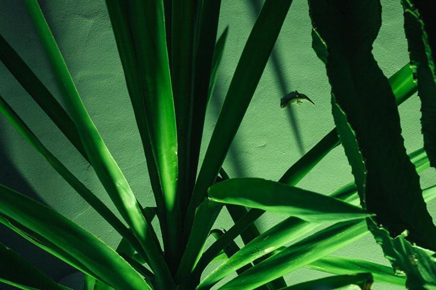 Placer De Meca Zahora Pokoj fotografie